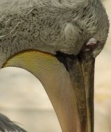 profile portrait of a pelican