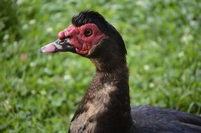 funny Duck Bird Head close portrait