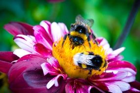 bees pollinating flower close-up on a blurred background