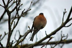 Robin Bird on a tree