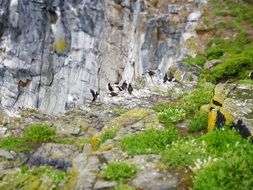 wild puffins on the rock