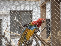 colorful parrot in cage