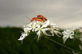 copulation of beetles on a white flower