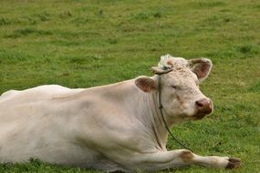 leashed cattle rests on pasture