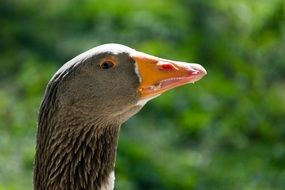 Goose head