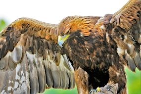 golden eagle with spread wings