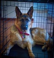 german shepherd in aviary