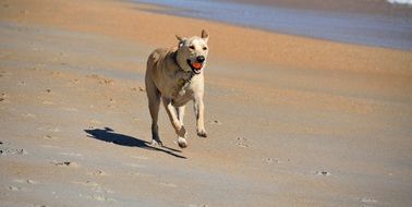 Picture of Dog Fetching Ball on a beach