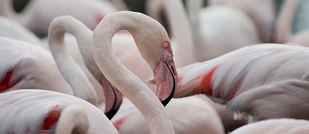 flock of large pink flamingos