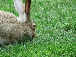 fluffy bunny on the green grass