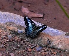 blue black butterfly in wildlife