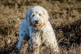 purebred dog in the mud on the field