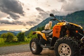 cat sits on quad at scenic landscape, austria, Hermagor-Pressegger See