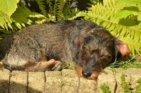 long-haired hybrid dog
