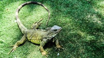 green iguana on green grass