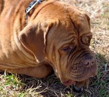 portrait of sad dog lying on the grass