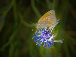 wild butterfly on the coneflower