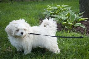 lhasa apso, white Puppy Dog on Leash at garden