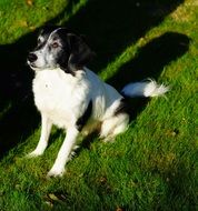 black and white dog sits on lawn