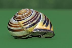 mollusk in the shell