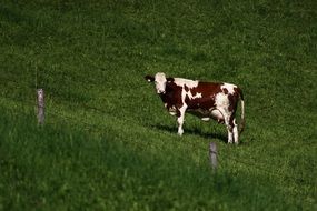 Landscape of the meadow with the cow