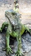 green iguana on stone close-up