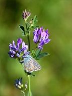 wonderful butterfly on the purple flower