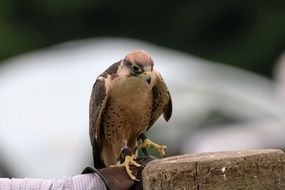 Falcon sat on a wooden fence