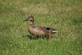duck on a green meadow