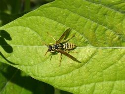 wasp on green leaf