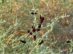 Beetle Bush