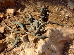 lizards on stone