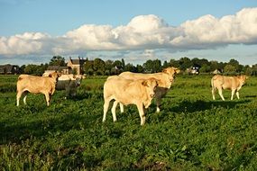 domestic cattle in the pasture on a sunny day