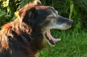 pleasant Yawn Dog