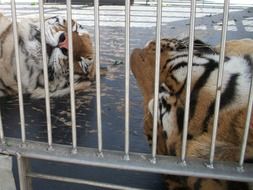 tigers in a cage