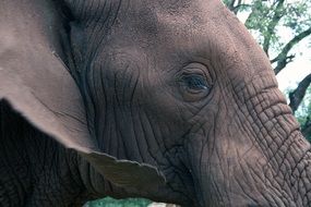 head of african elephant close up