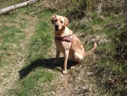 sitting friendly labrador