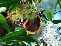 orange wasp beautiful and cute Butterfly