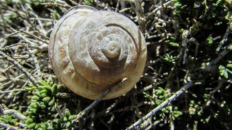 spiral snail shell