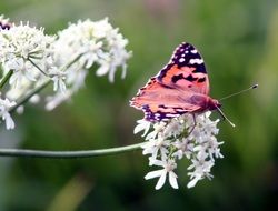 Butterfly with pink Wing