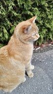 red cat sits on the pavement and carefully watches