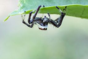 fluffy spider hanging headfirst