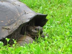 wild turtle on the Galapagos island