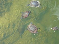 cute turtles swim in the pond