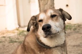 happy yard dog