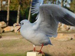 Cute white seagull bird