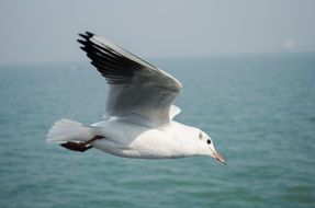 flying seagulls on the background of the ocean