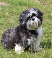 white-grey shih tzu in the garden