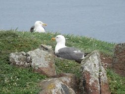 Seagulls in nature