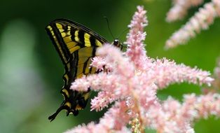 Yellow and black Butterfly on Pink inflorescence